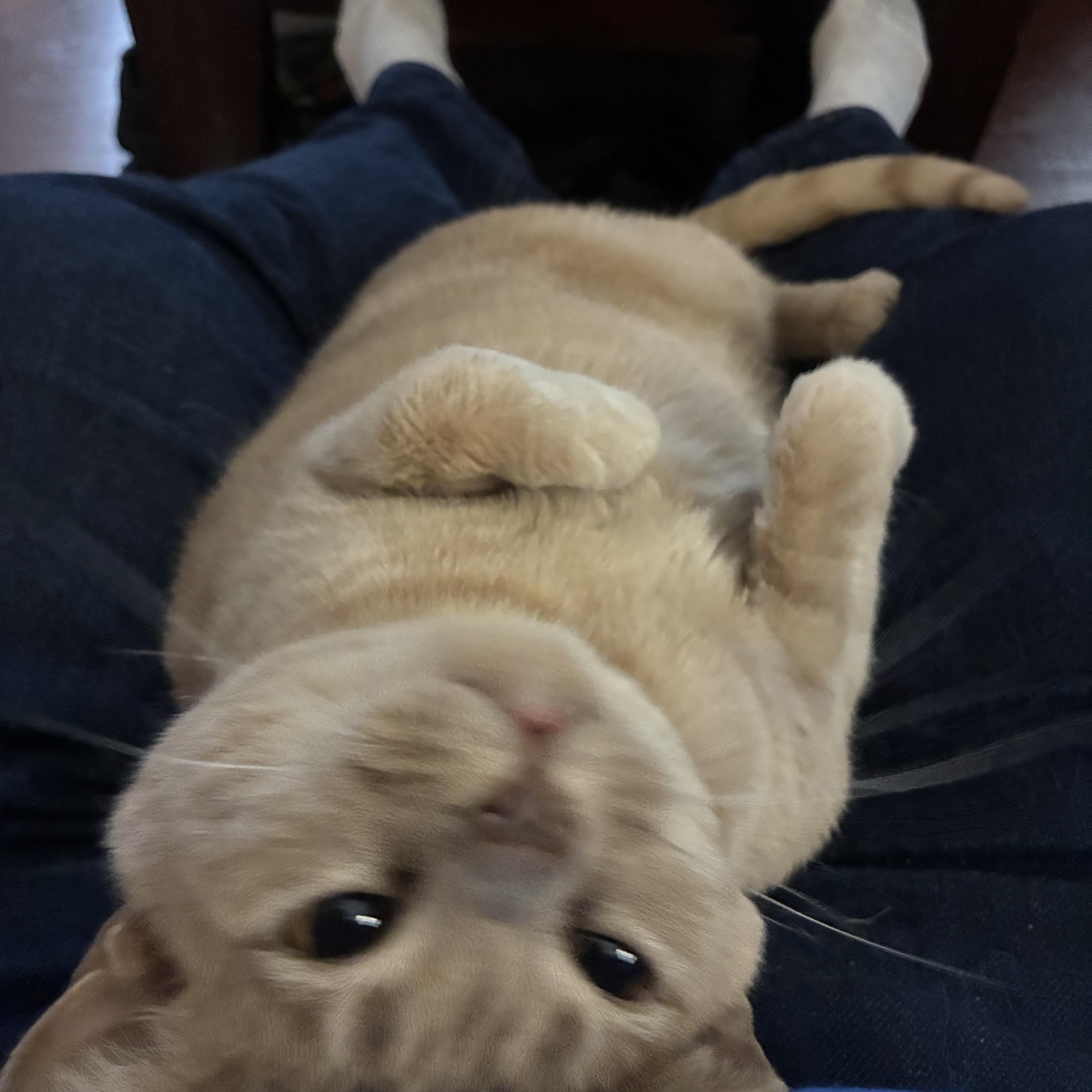 Jemimah, Adoptable, Adult Female Domestic Short Hair & Tabby.