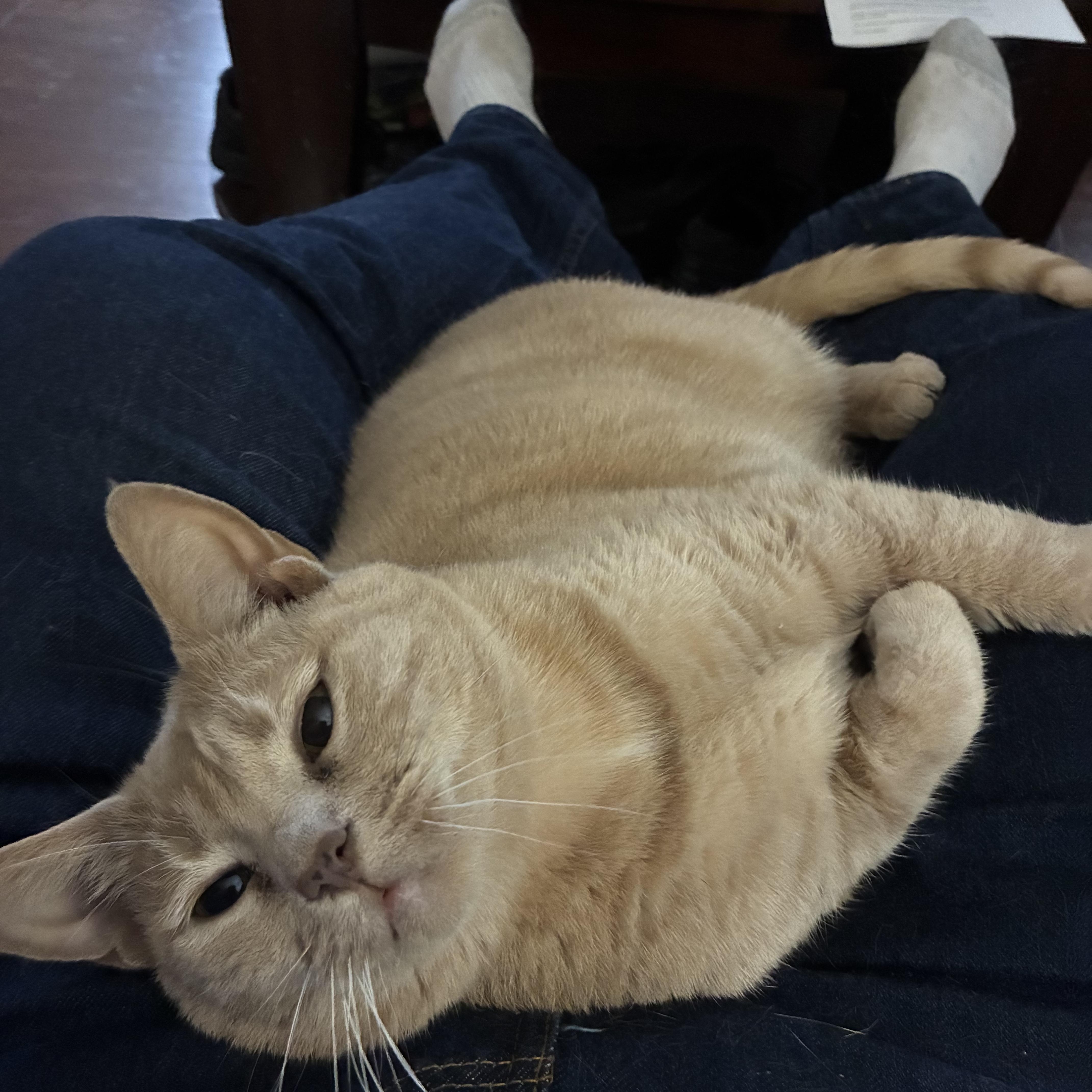 Jemimah, a Adoptable mixed breed in Stahlstown, PA image 2/6