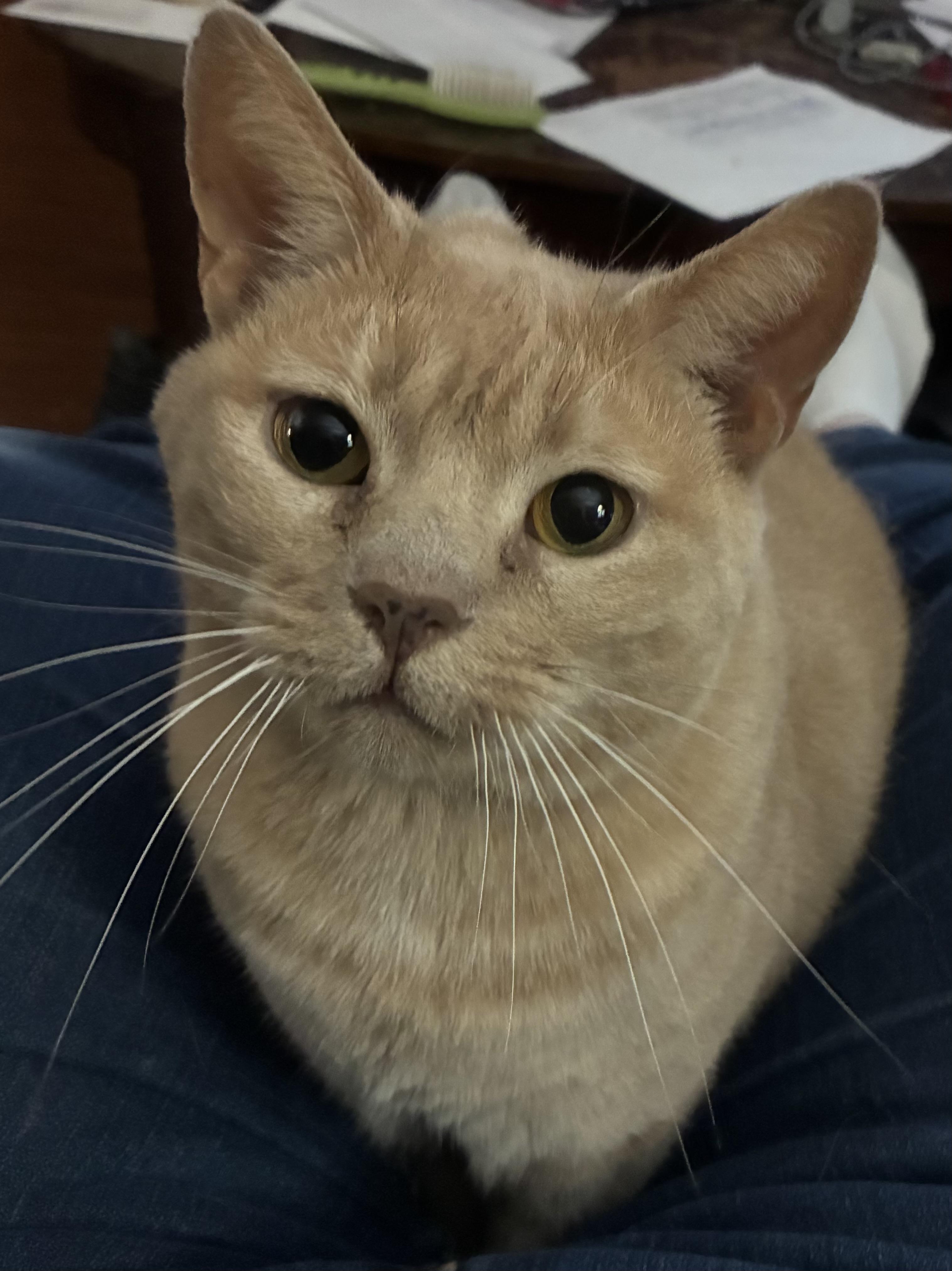 Jemimah, a Adoptable mixed breed in Stahlstown, PA image 3/6