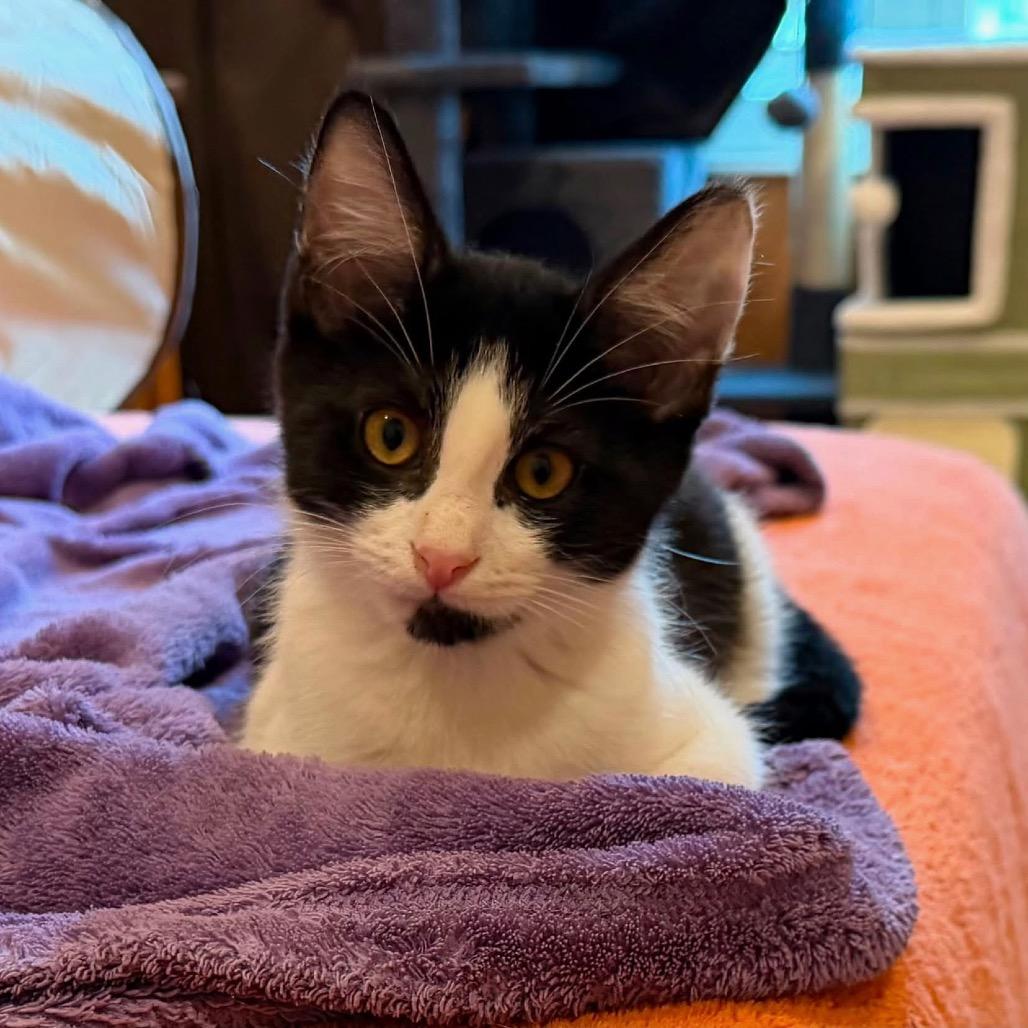 Pinto (adopt with a sibling), a Adoptable Domestic Short Hair in Fayetteville, GA image 2/5