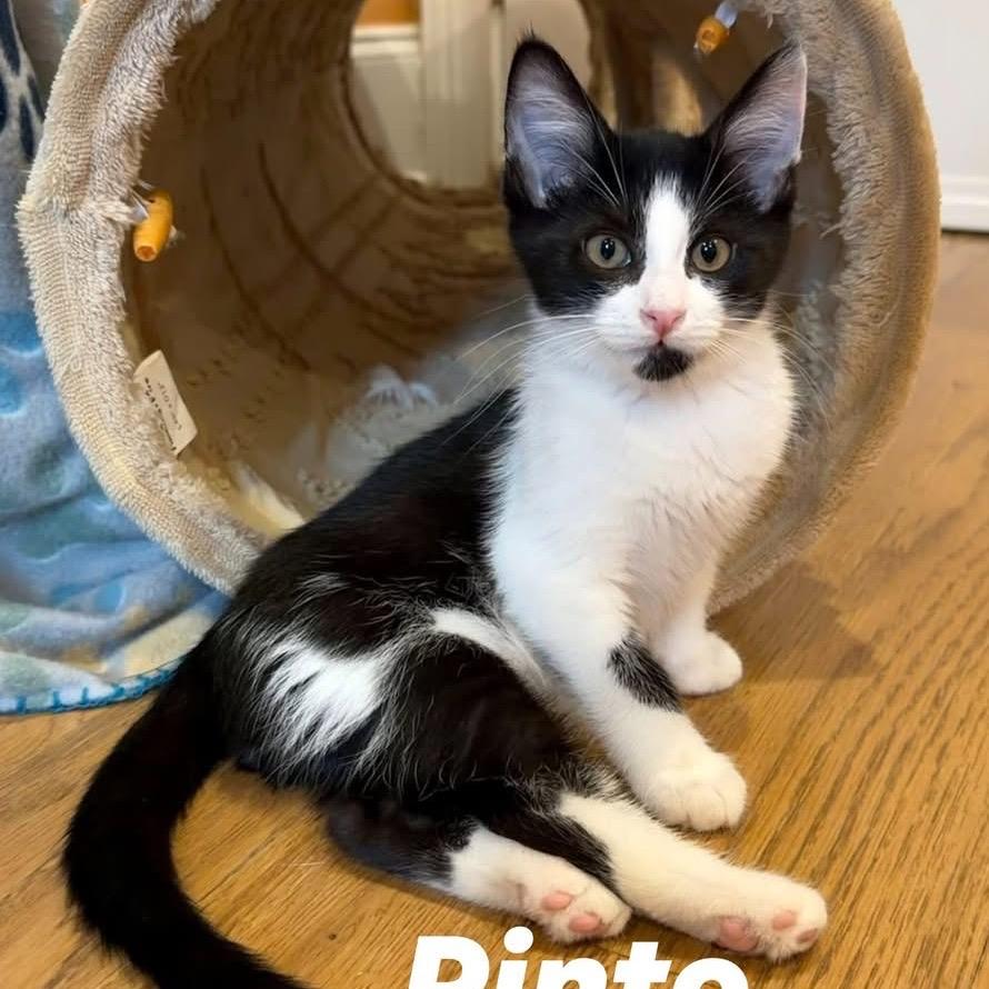 Pinto (adopt with a sibling), a Adoptable Domestic Short Hair in Fayetteville, GA image 3/5