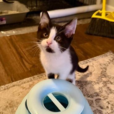 Pinto (adopt with a sibling), a Adoptable Domestic Short Hair in Fayetteville, GA image 4/5