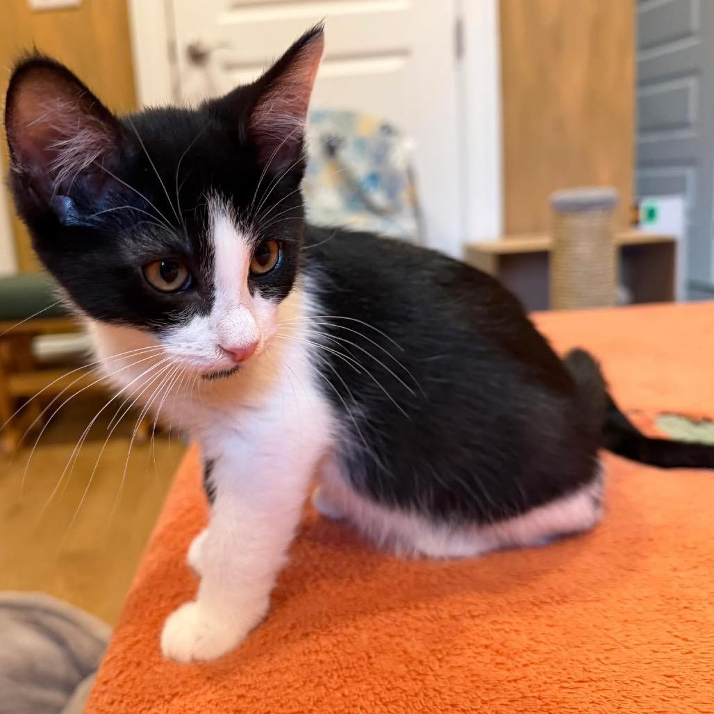 Pinto (adopt with a sibling), a Adoptable Domestic Short Hair in Fayetteville, GA image 5/5