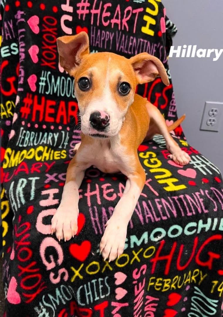 Hillary, Adoptable, Puppy Female Boxer.