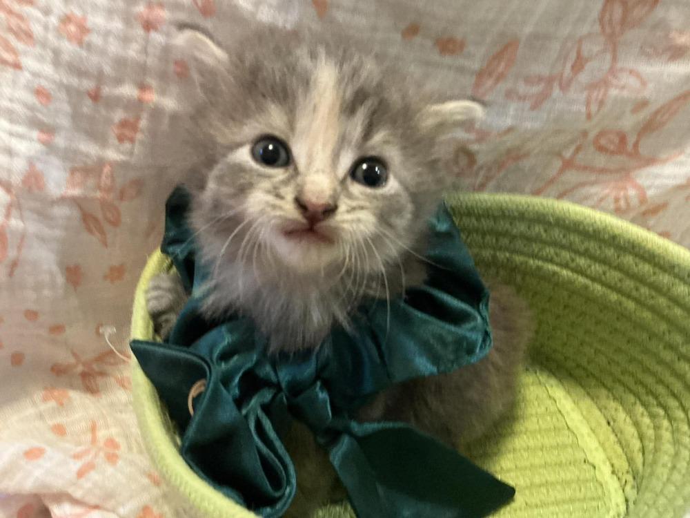 Maple, Adopted, Kitten Female Domestic Medium Hair.