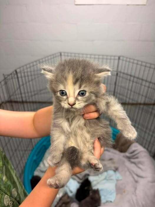 Enlarge Maple, a Adopted Domestic Medium Hair in Dorr, MI image 2/3