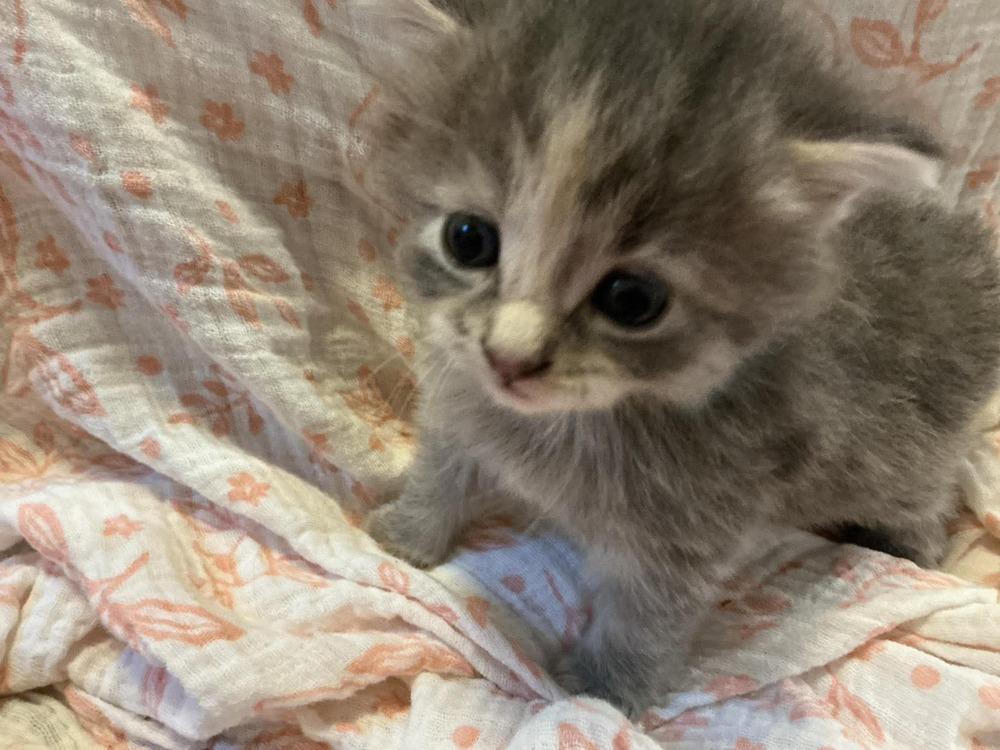 Enlarge Maple, a Adopted Domestic Medium Hair in Dorr, MI image 3/3