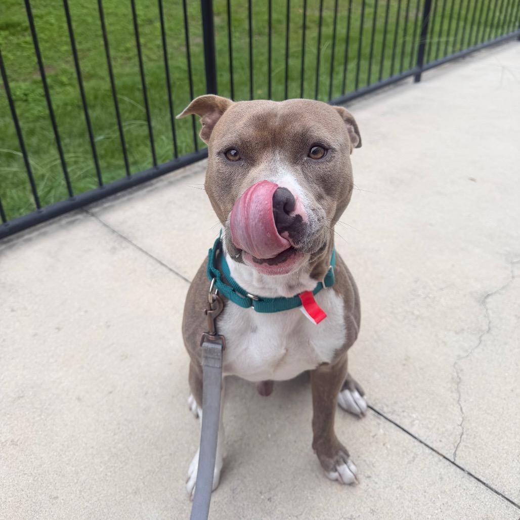 Dobie, Adoptable, Adult Male Mixed Breed.