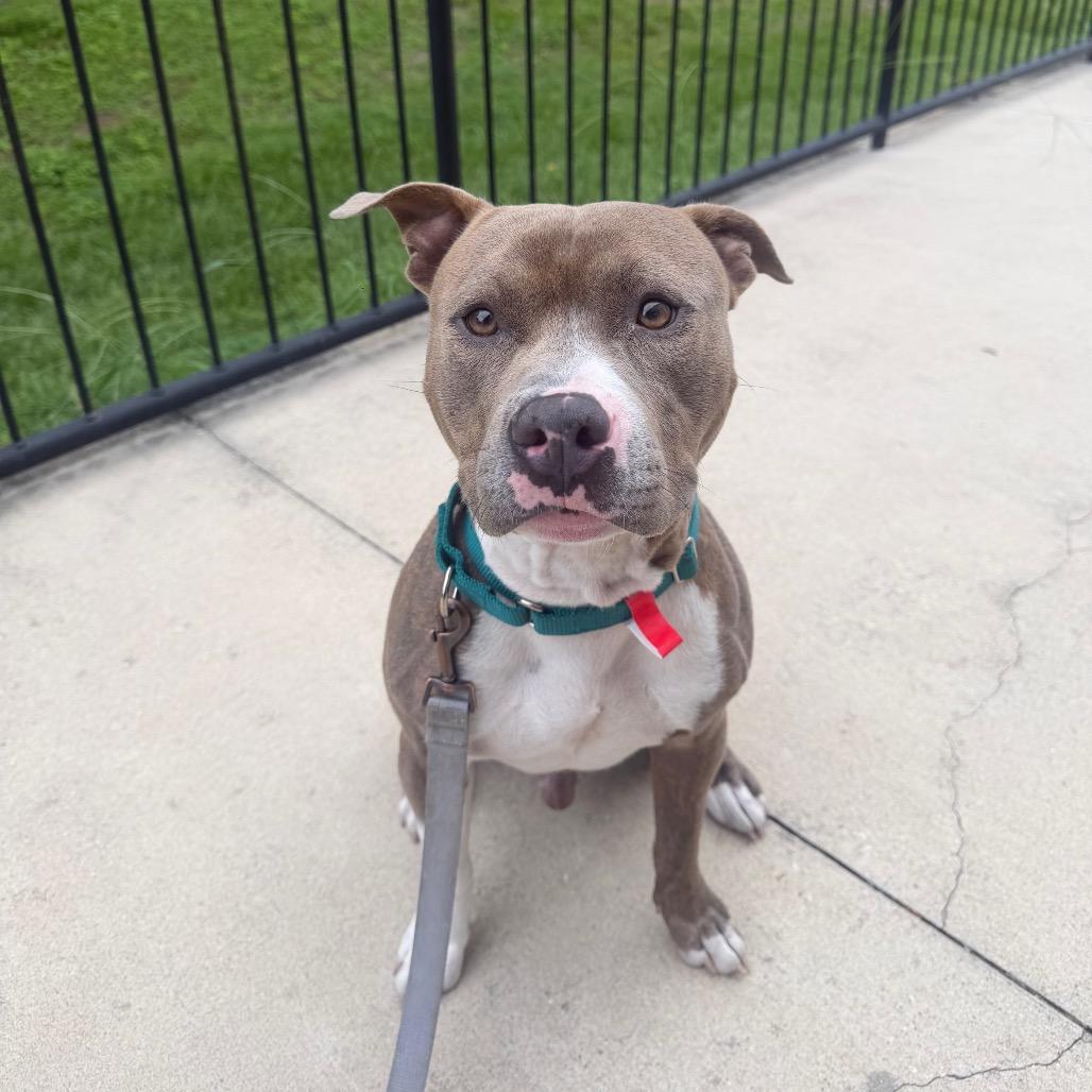 Dobie, a Adoptable Mixed Breed in Jacksonville, FL image 2/2