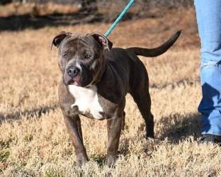 DA 24 Polo, Adoptable, Young Male Pit Bull Terrier.