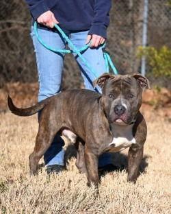 Enlarge DA 24 Polo, a Adoptable Pit Bull Terrier in Glen Allen, VA image 2/3