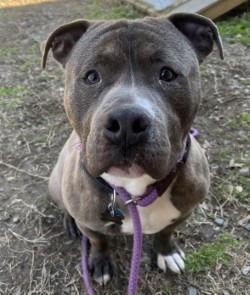 DA 24 Polo, Adoptable, Young Male Pit Bull Terrier.