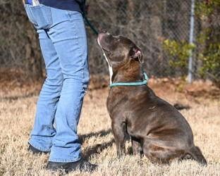 Enlarge DA 24 Polo, a Adoptable Pit Bull Terrier in Glen Allen, VA image 3/3