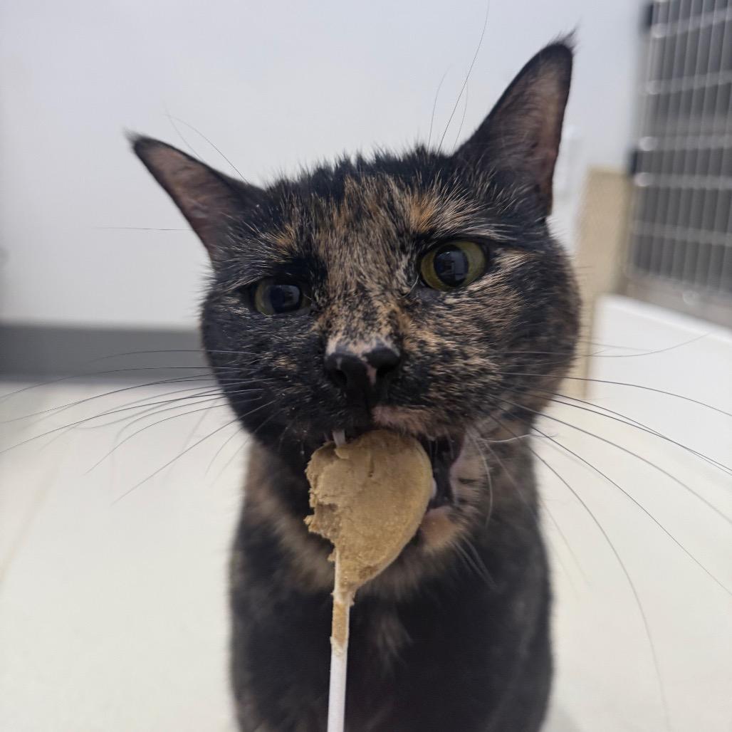 Bean, Adoptable, Adult Female Domestic Short Hair.