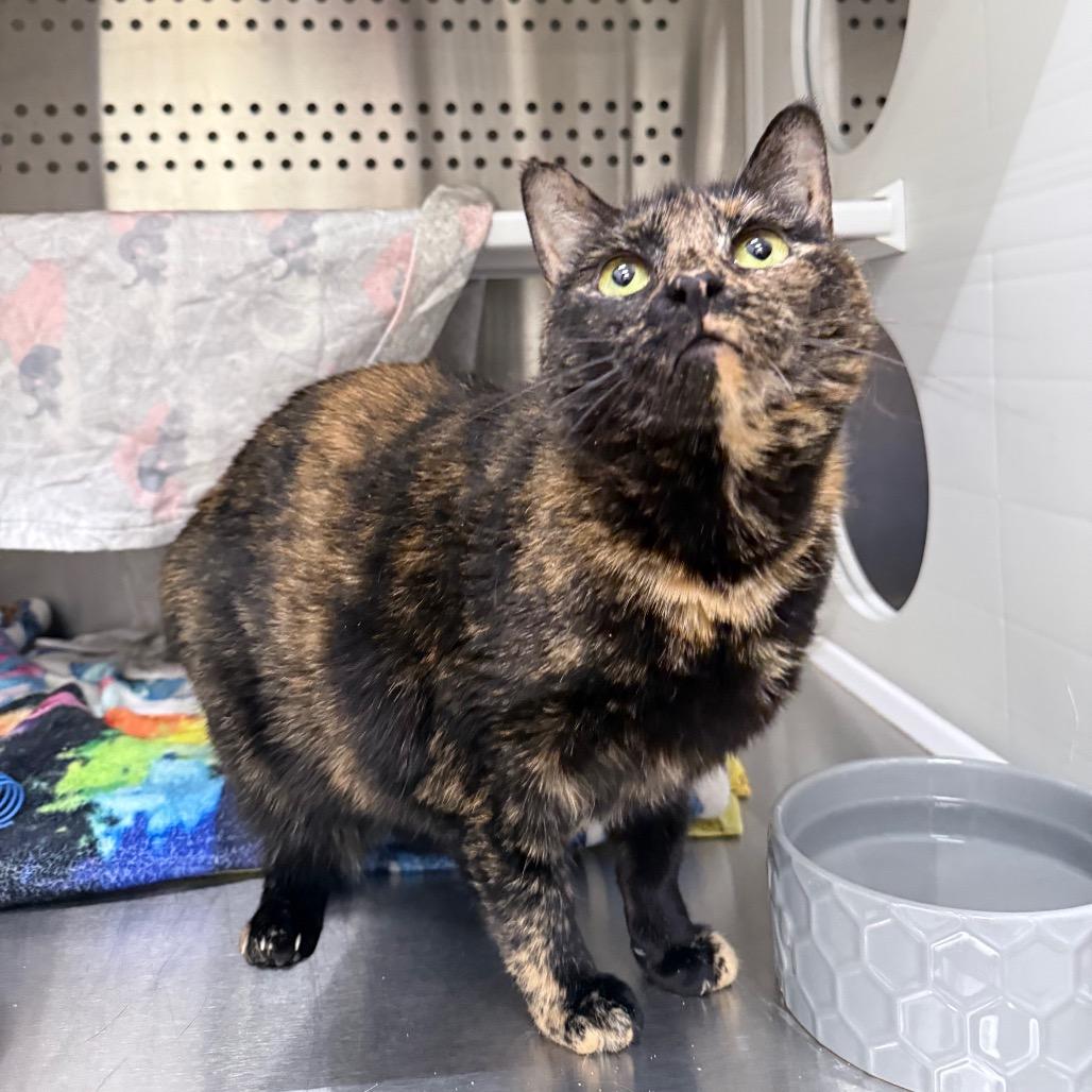 Enlarge Bean, a Adoptable Domestic Short Hair in Warwick, RI image 1/6