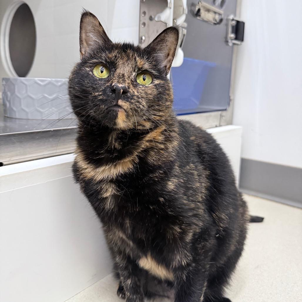 Enlarge Bean, a Adoptable Domestic Short Hair in Warwick, RI image 2/6