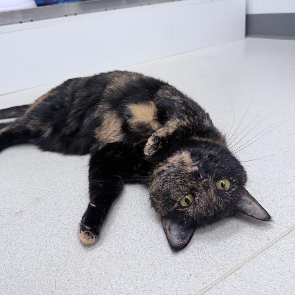 Enlarge Bean, a Adoptable Domestic Short Hair in Warwick, RI image 4/6