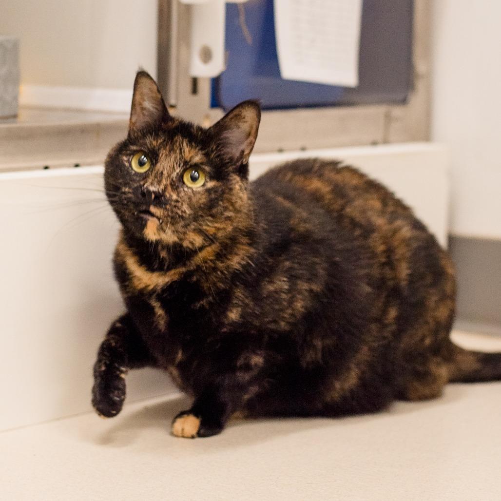 Bean, a Adoptable Domestic Short Hair in Warwick, RI image 5/6