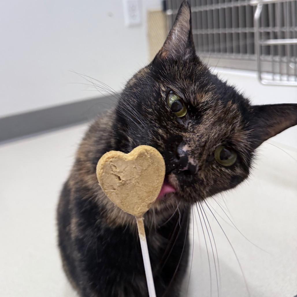 Enlarge Bean, a Adoptable Domestic Short Hair in Warwick, RI image 5/5