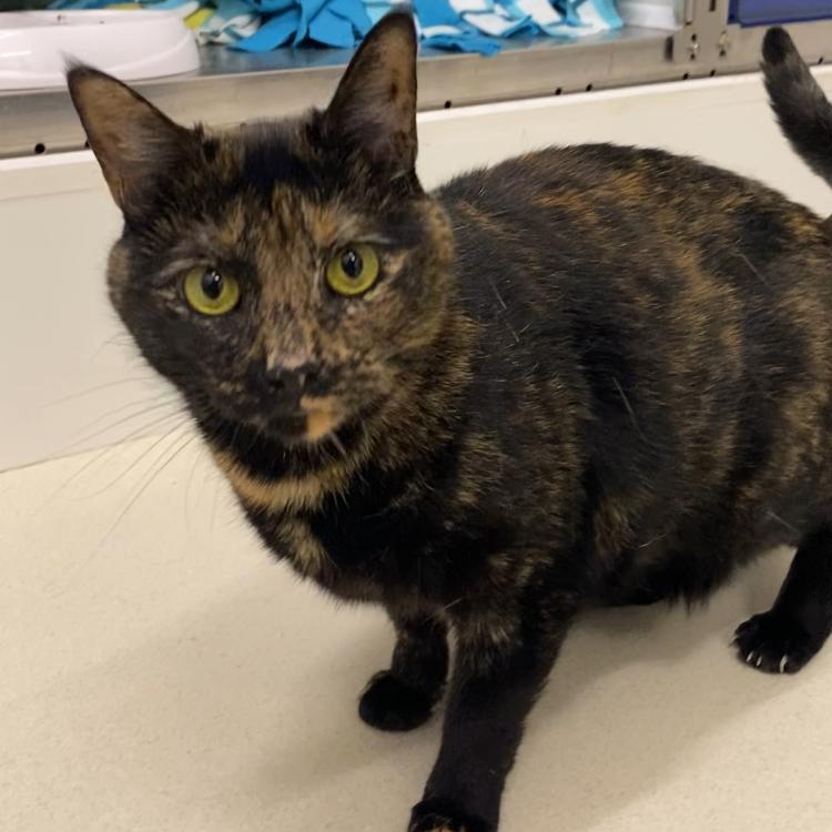 Enlarge Bean, a Adoptable Domestic Short Hair in Warwick, RI image 5/6