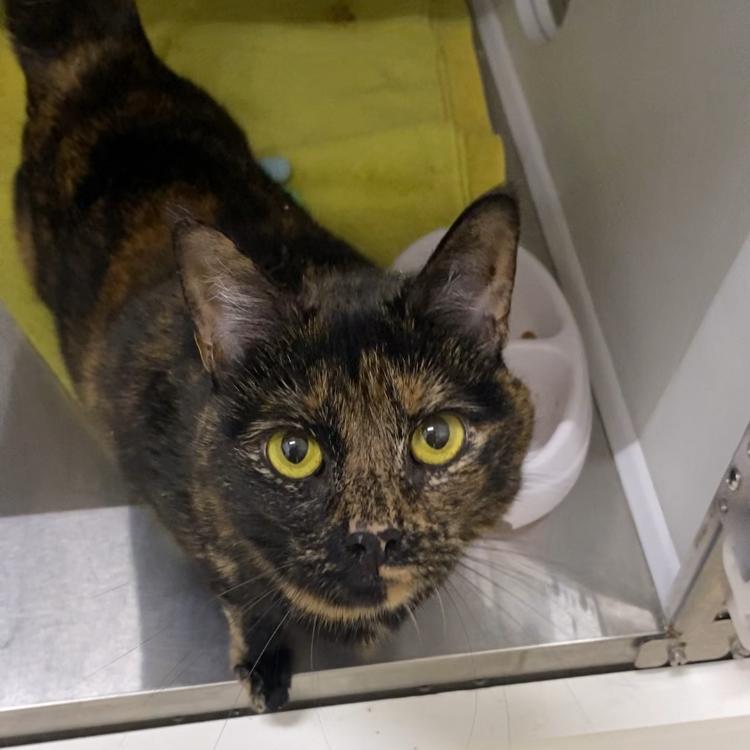 Enlarge Bean, a Adoptable Domestic Short Hair in Warwick, RI image 6/6