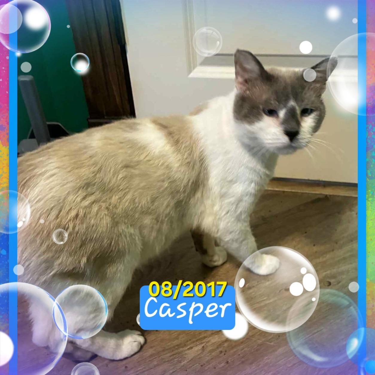 Enlarge Casper, a Adopted Siamese in Enid, OK image 1/1