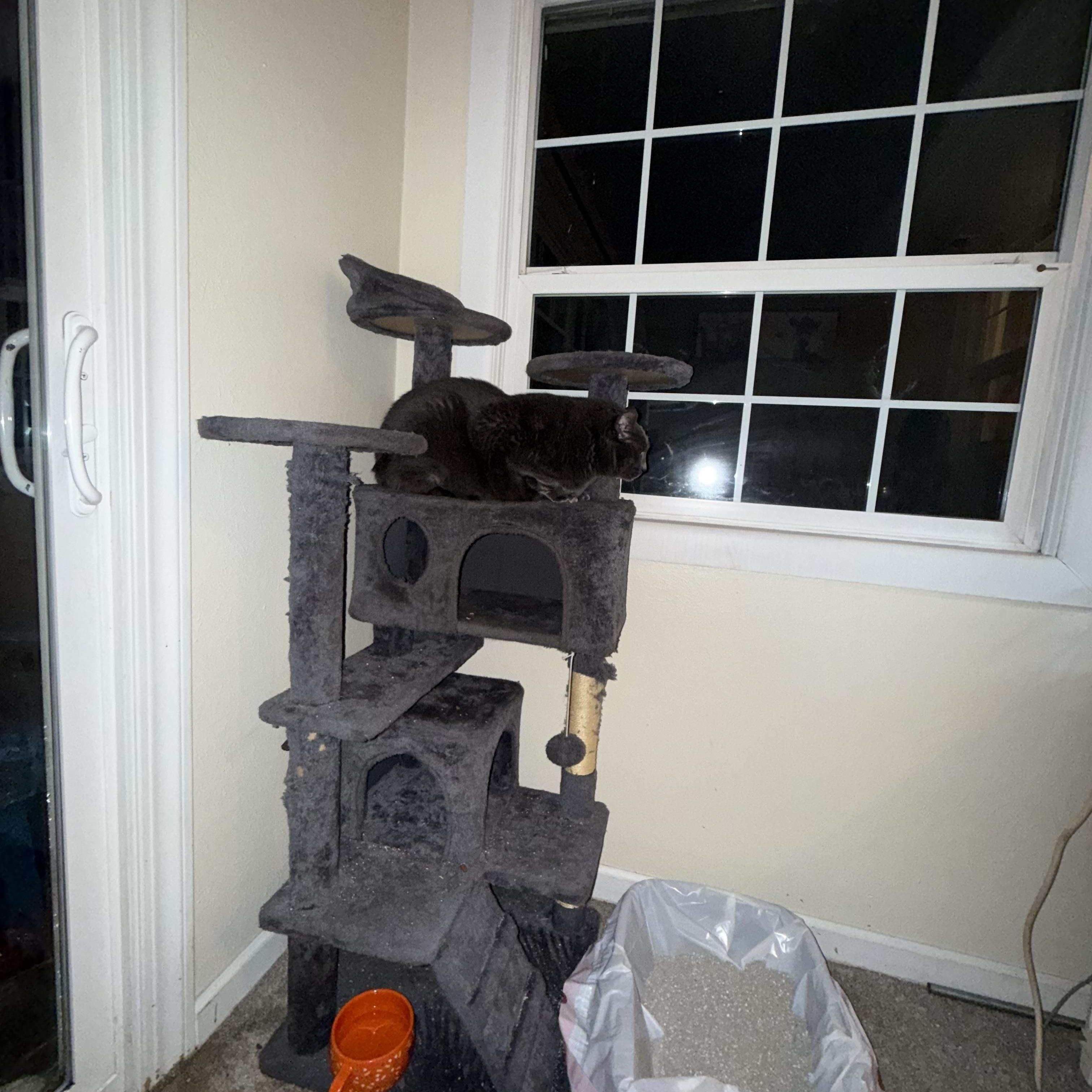 Hulk, Adoptable, Adult Male American Shorthair.