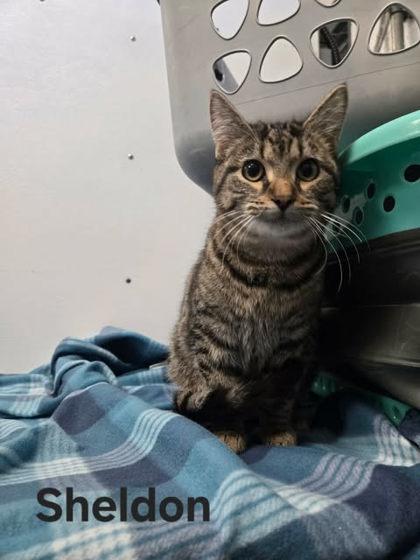 Sheldon, Adoptable, Adult Male Domestic Short Hair & Domestic Short Hair.