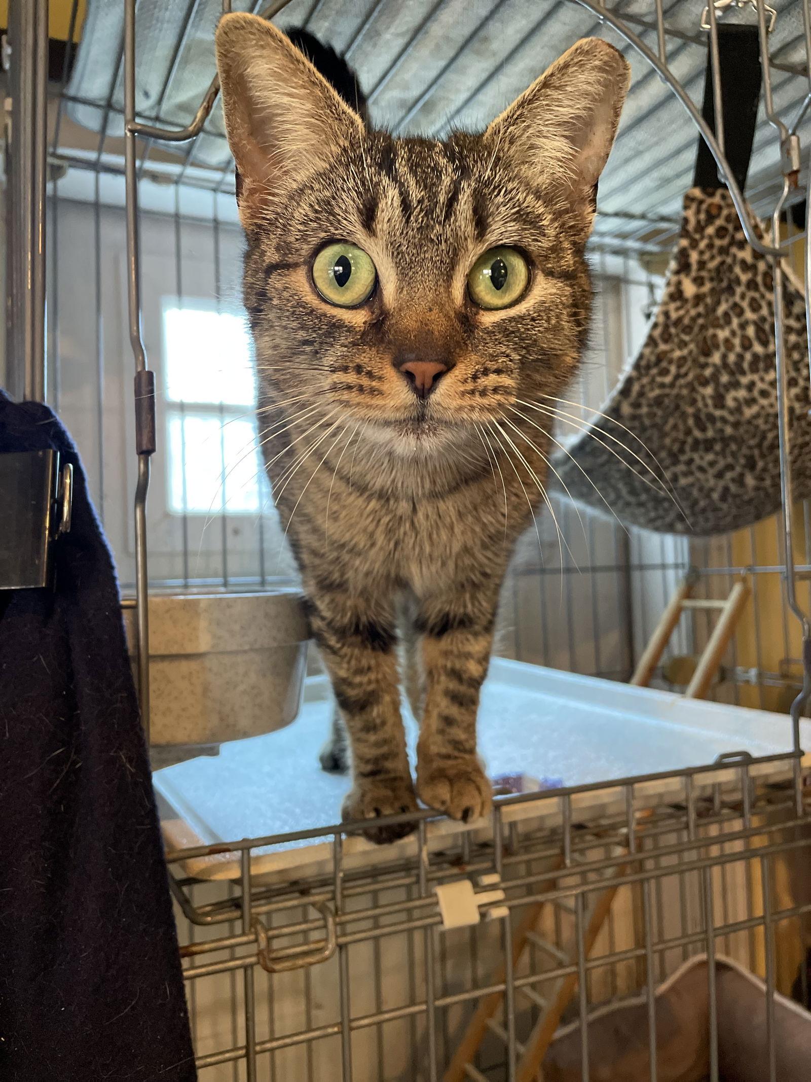 Petunia, Adoptable, Young Female Domestic Short Hair & Tabby.