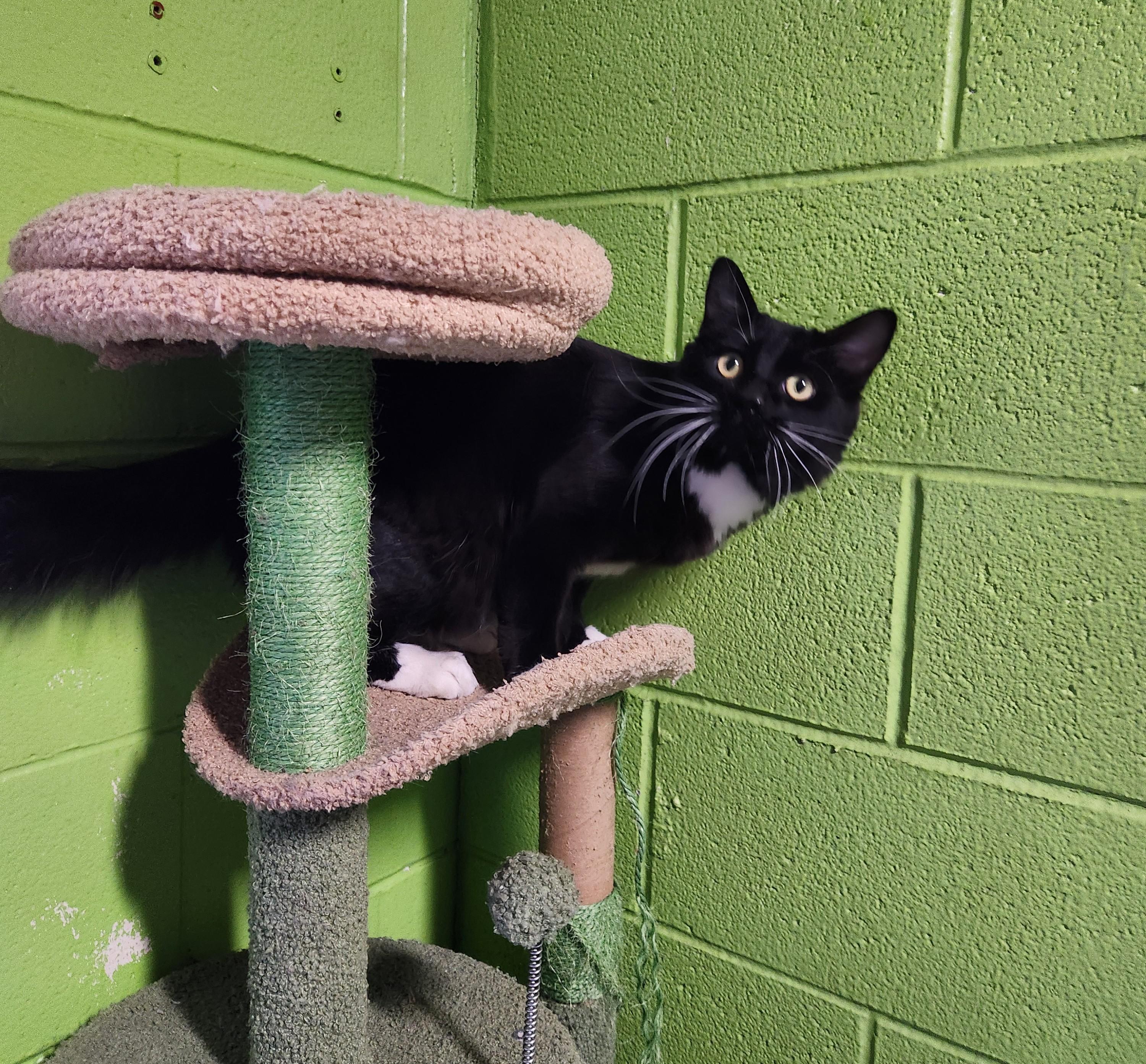 Enlarge Poppyseed, a ADOPTABLE mixed breed in Bolingbrook, IL image 3/3