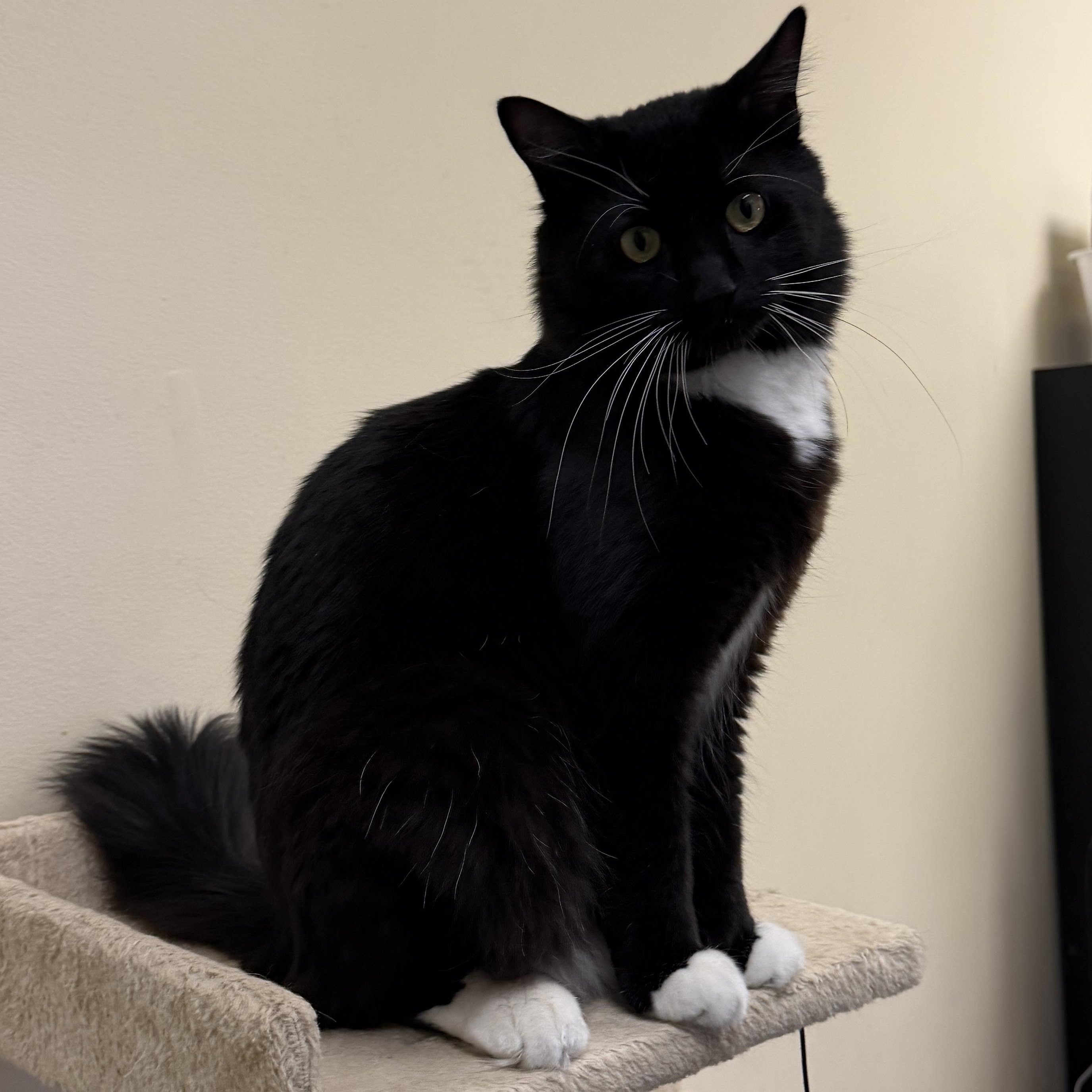 Poppyseed, ADOPTABLE, Adult Male Domestic Short Hair & Tuxedo.