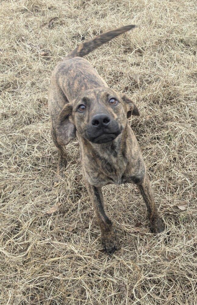 Ridge Woods, Adoptable, Adult Male Hound.