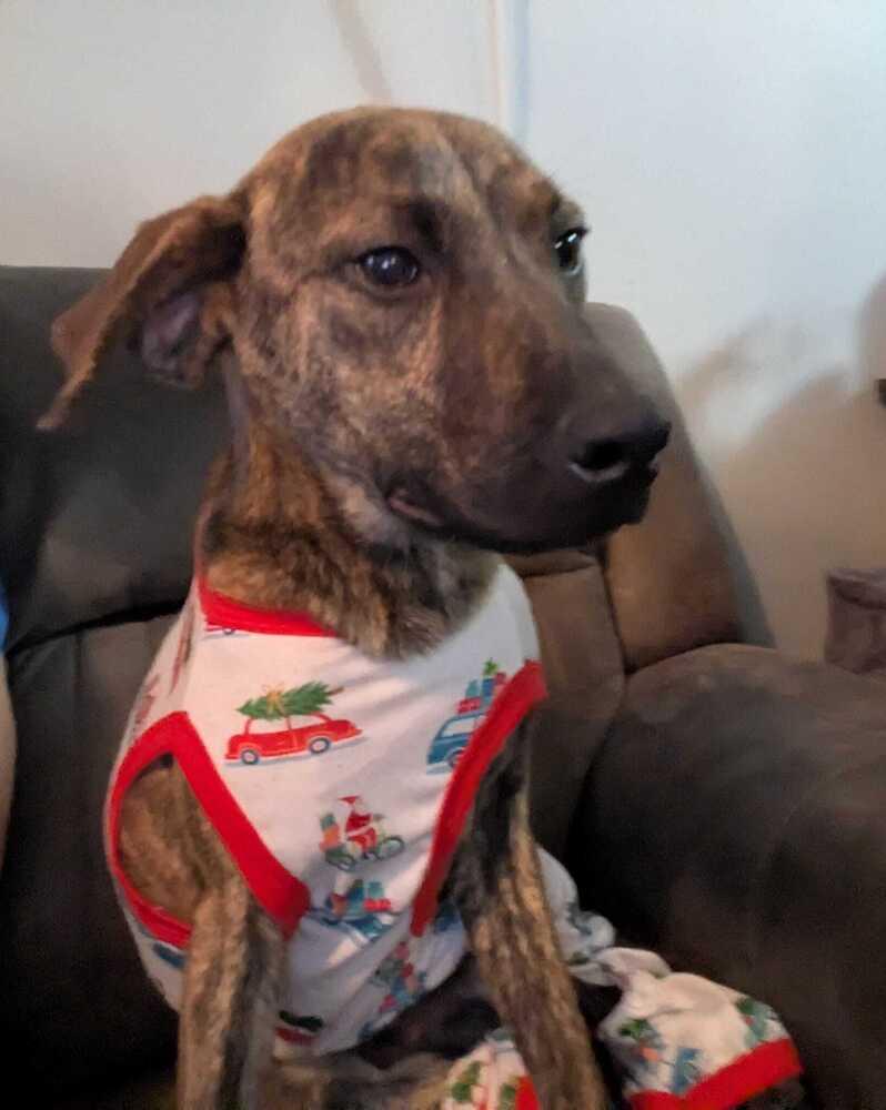 Ridge Woods, a Adoptable mixed breed in Boston, MA image 2/4