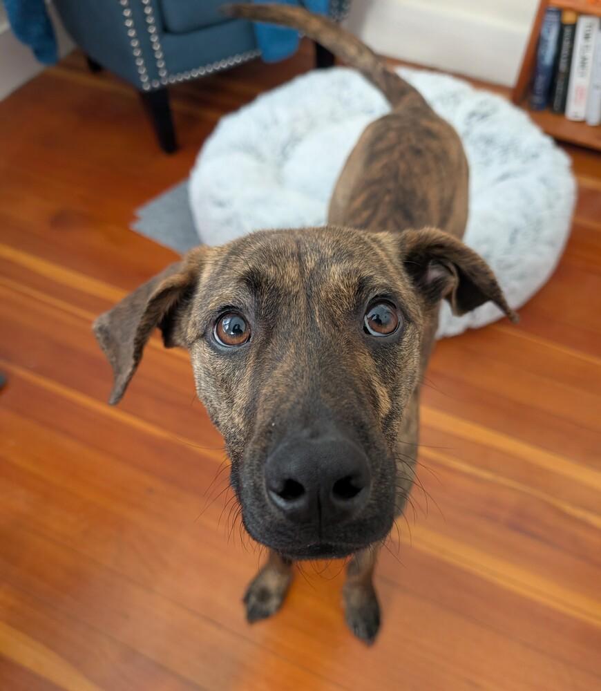 Ridge Woods, a Adoptable mixed breed in Boston, MA image 3/4