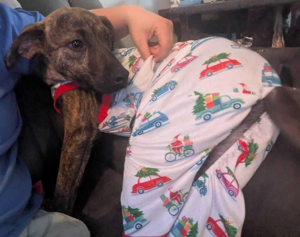 Ridge Woods, a Adoptable mixed breed in Boston, MA image 4/4