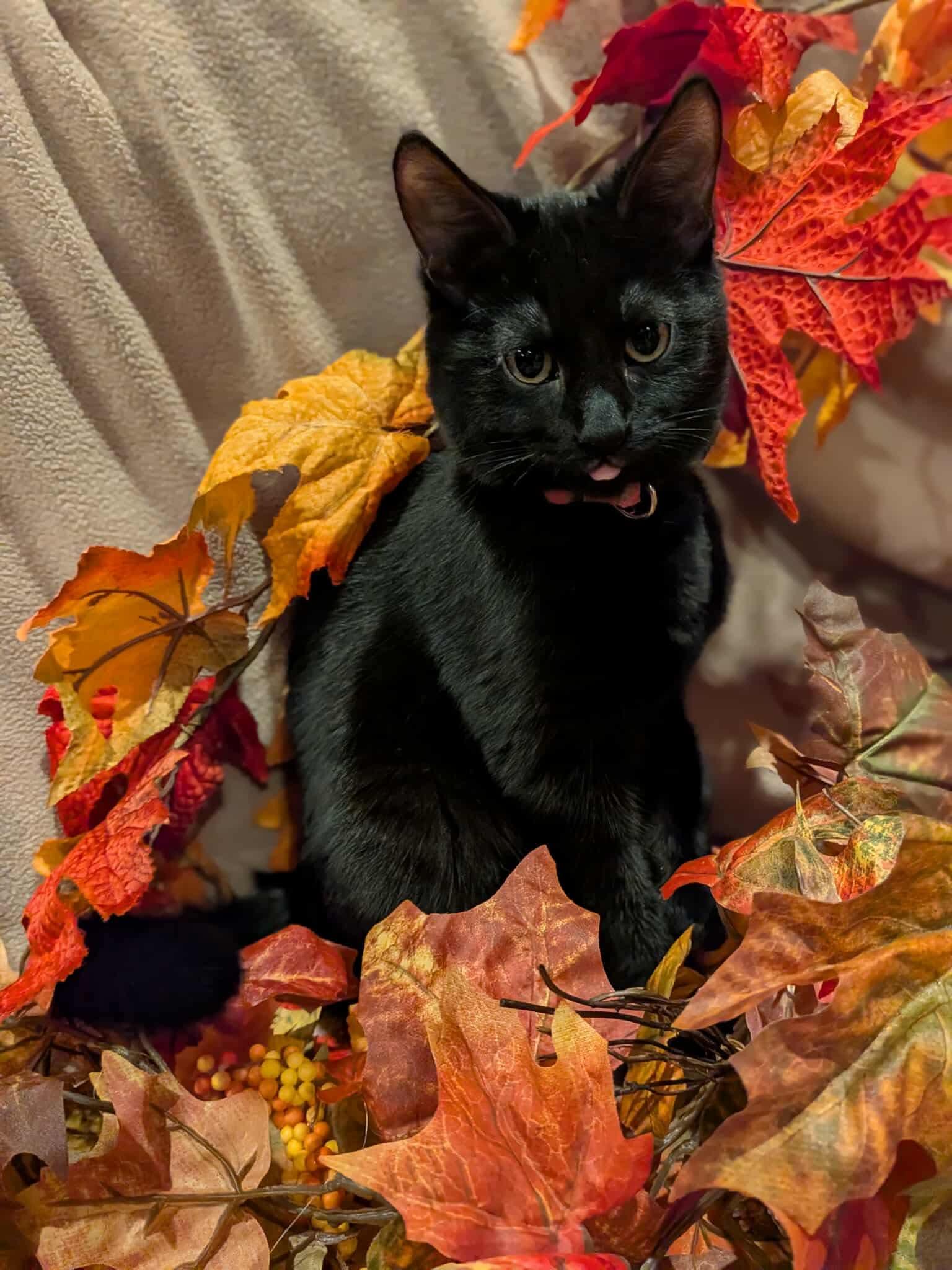 Black Widow, Adoptable, Kitten Female Domestic Short Hair.