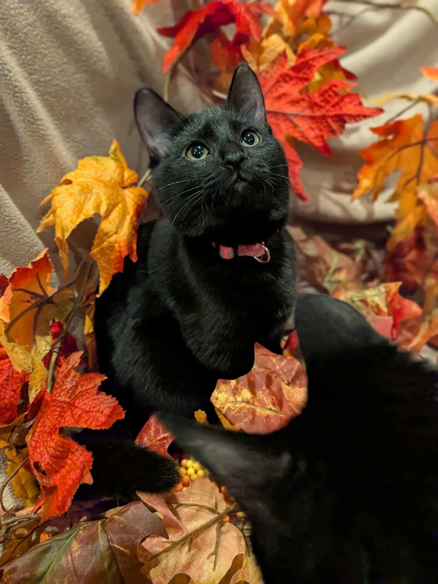 Black Widow, a Adoptable Domestic Short Hair in Sioux Falls, SD image 2/3