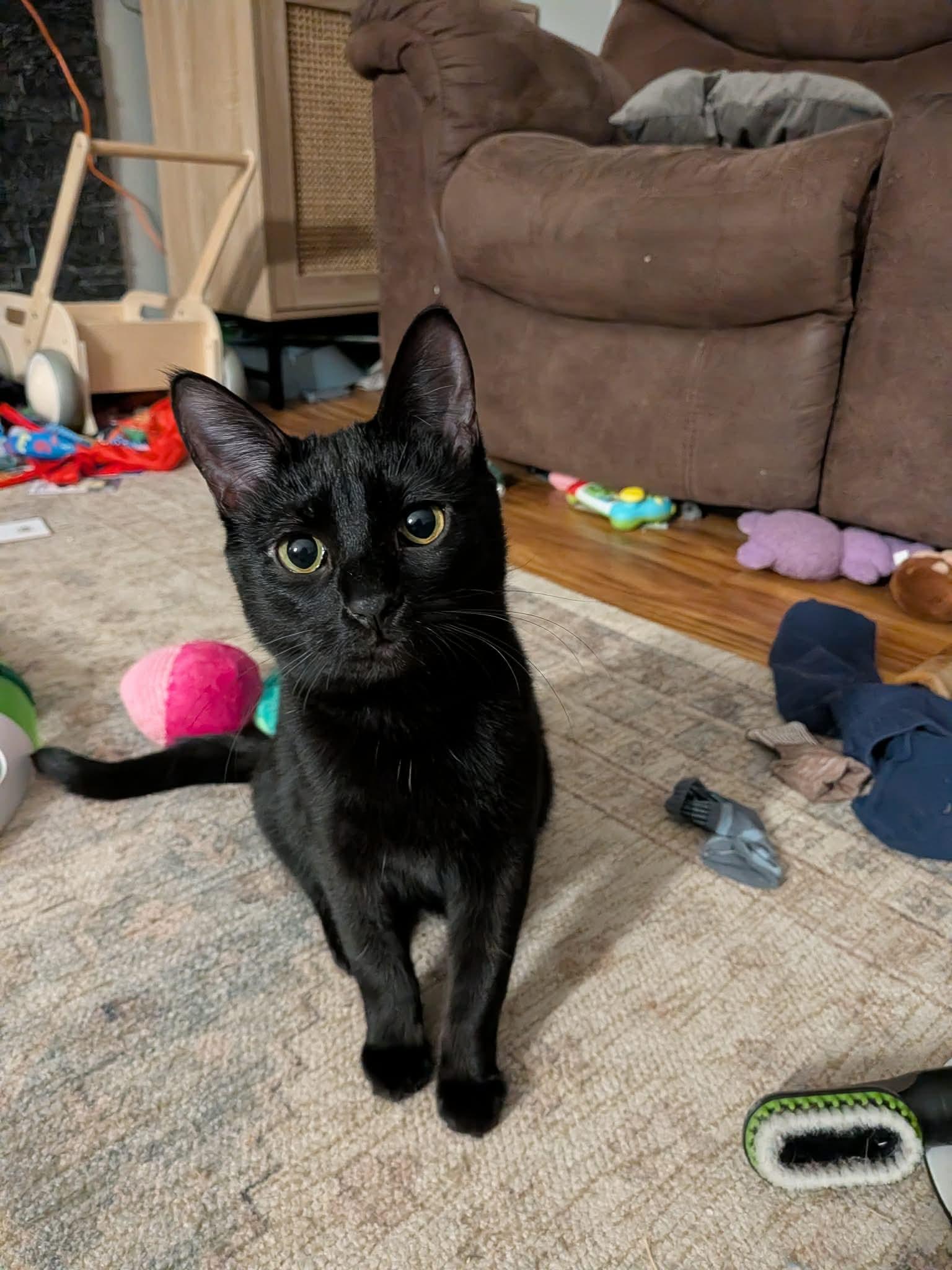 Enlarge Black Widow, a Adoptable Domestic Short Hair in Sioux Falls, SD image 1/2