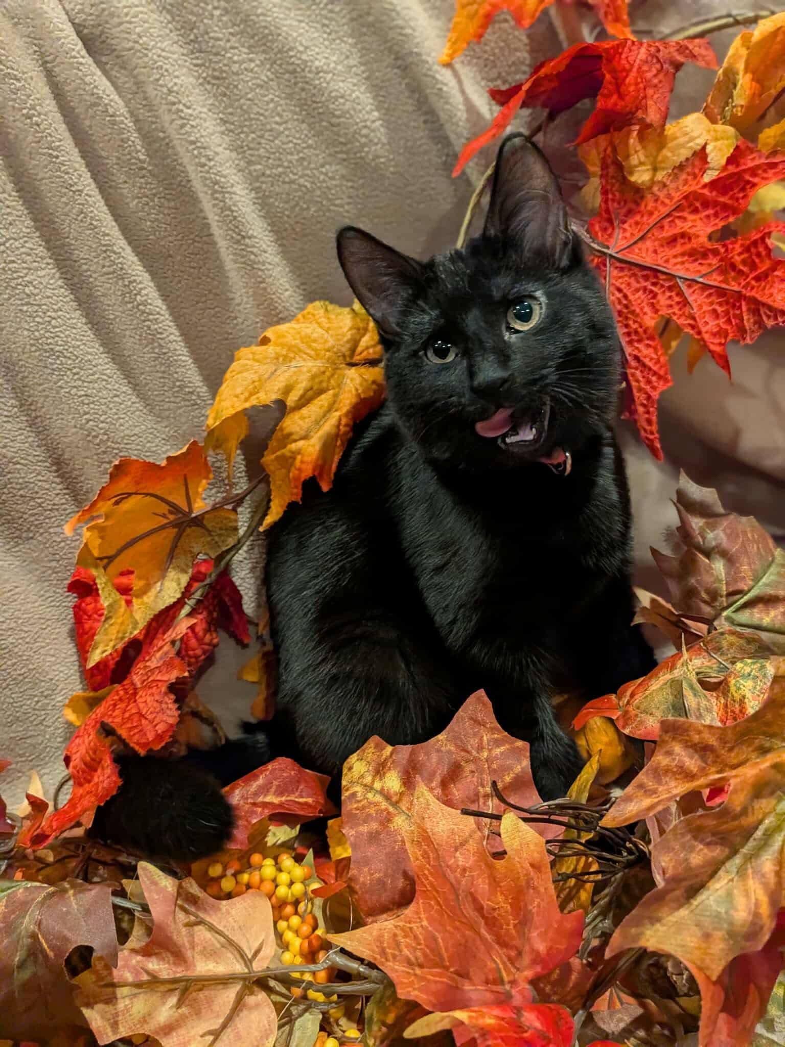 Black Widow, a Adoptable Domestic Short Hair in Sioux Falls, SD image 3/3