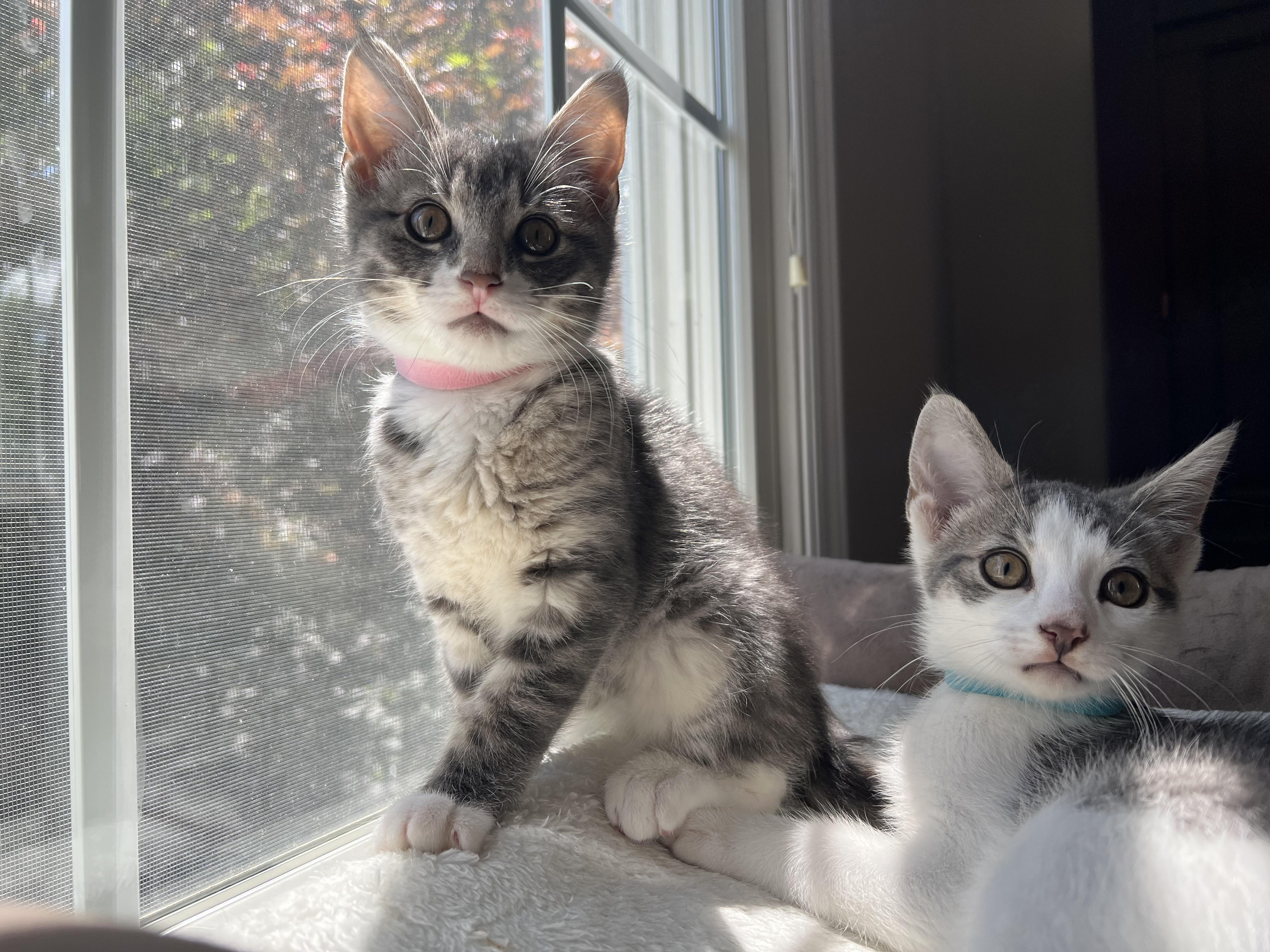 Monica & Brad (super sweet), a ADOPTABLE mixed breed in New Milford, CT image 2/6