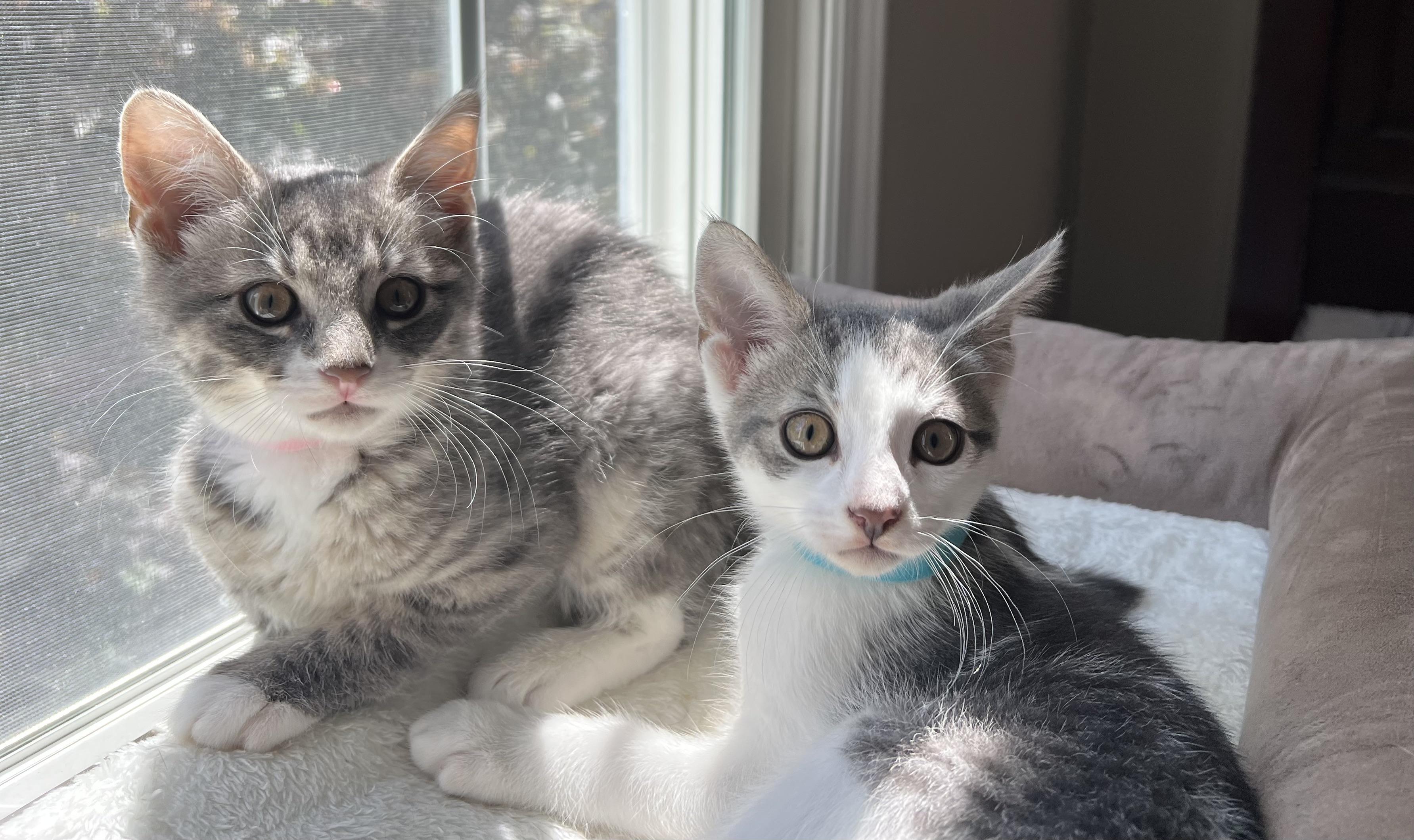 Monica & Brad (super sweet), ADOPTABLE, Kitten Female Tabby.