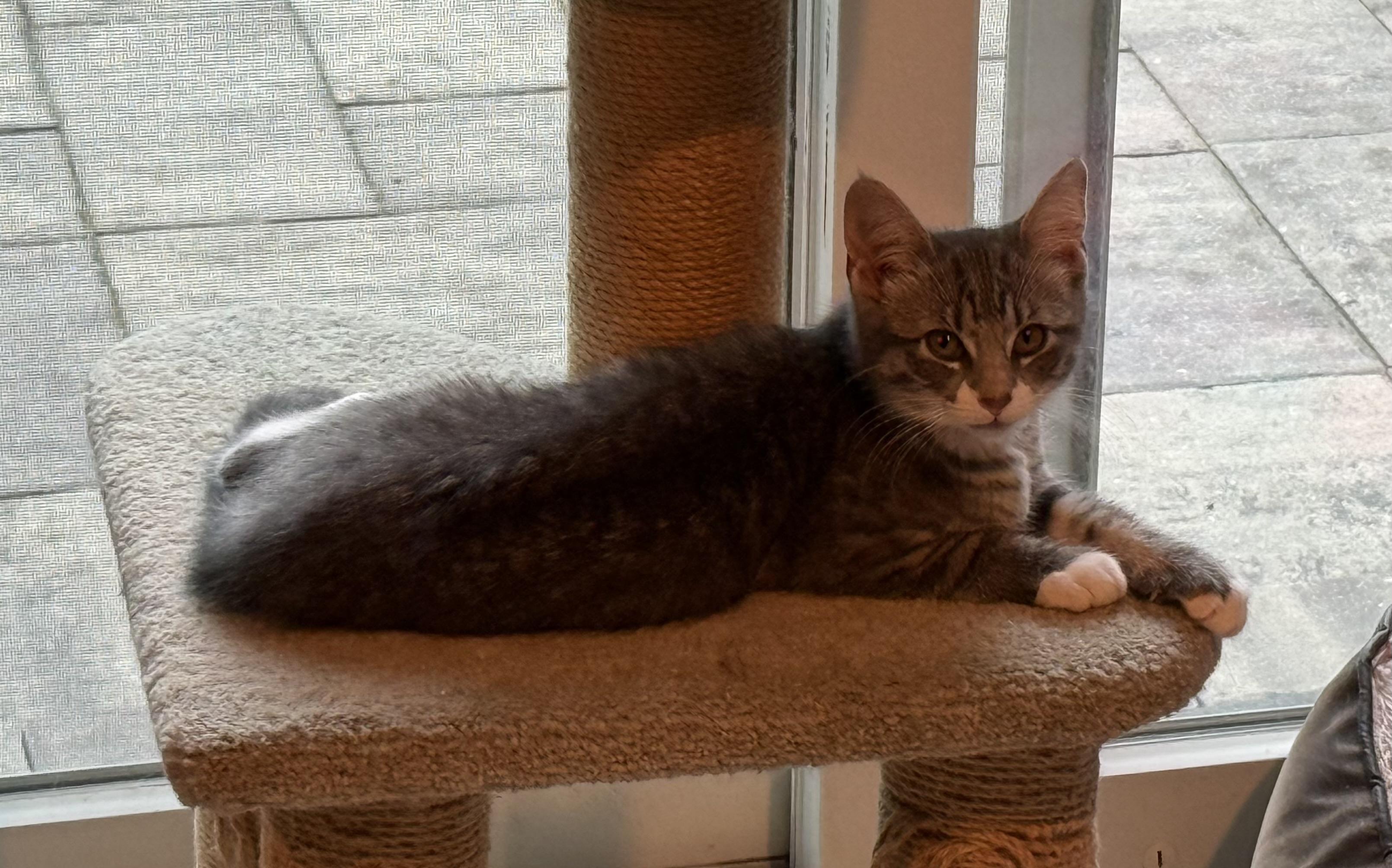 Enlarge Monica (needs a hero), a ADOPTABLE mixed breed in New Milford, CT image 3/6