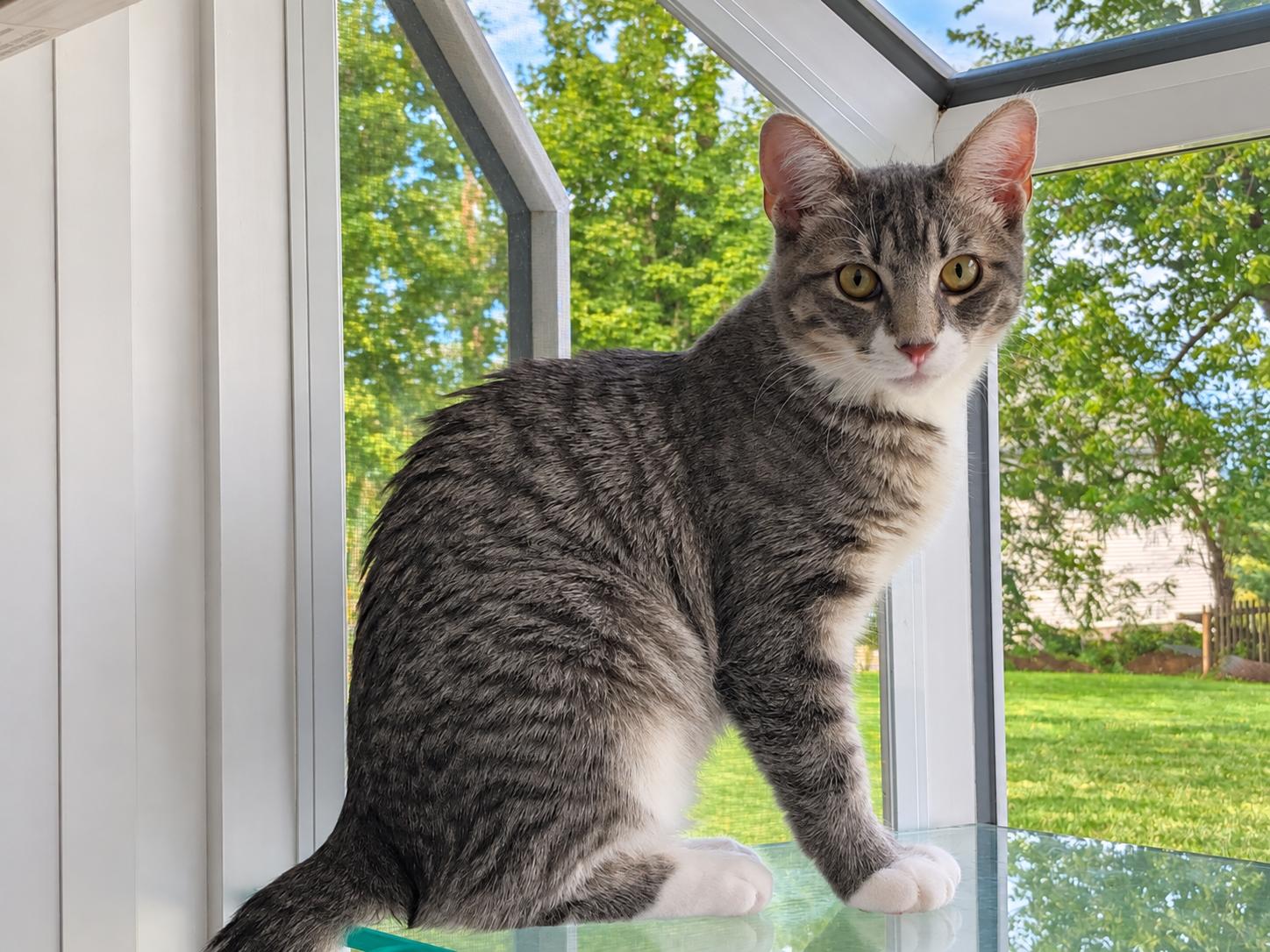 Monica (needs a hero), Adoptable, Kitten Female Tabby.