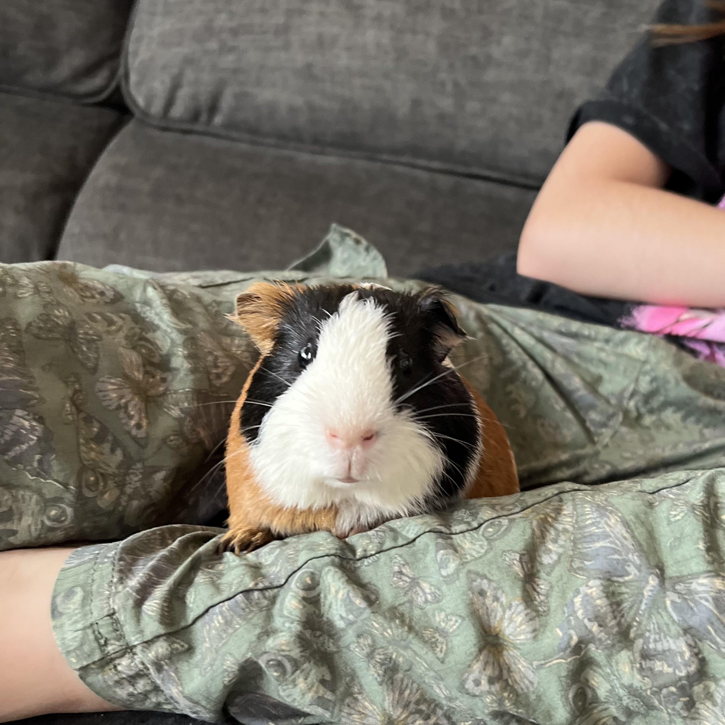 Tiny, a ADOPTABLE Short-Haired in San Antonio, TX image 2/4