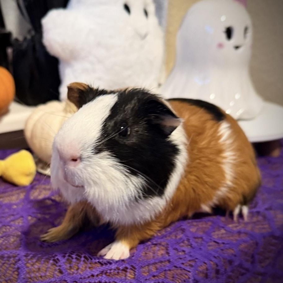 Tiny, ADOPTABLE, Adult Male Short-Haired.