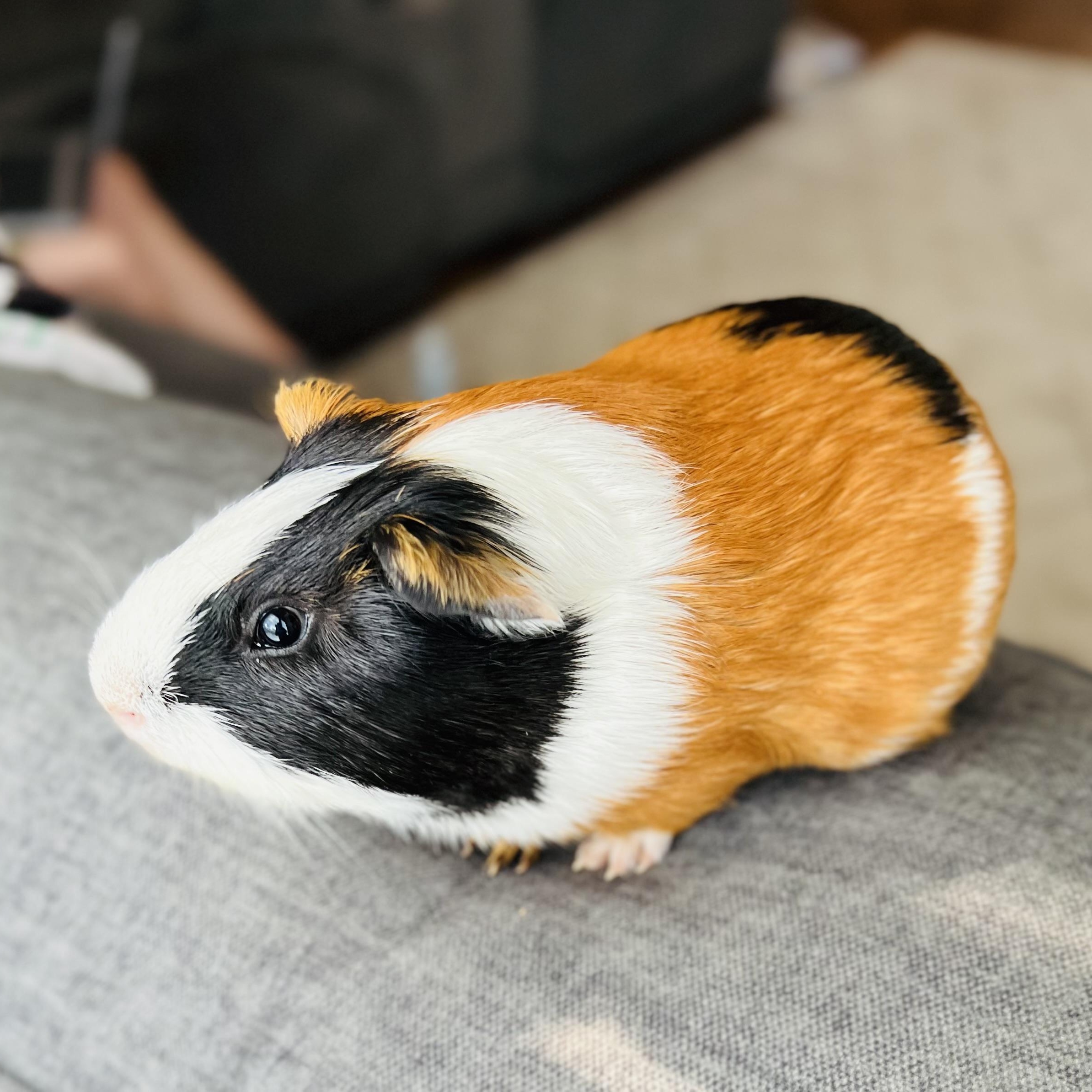Tiny, a ADOPTABLE Short-Haired in San Antonio, TX image 3/4