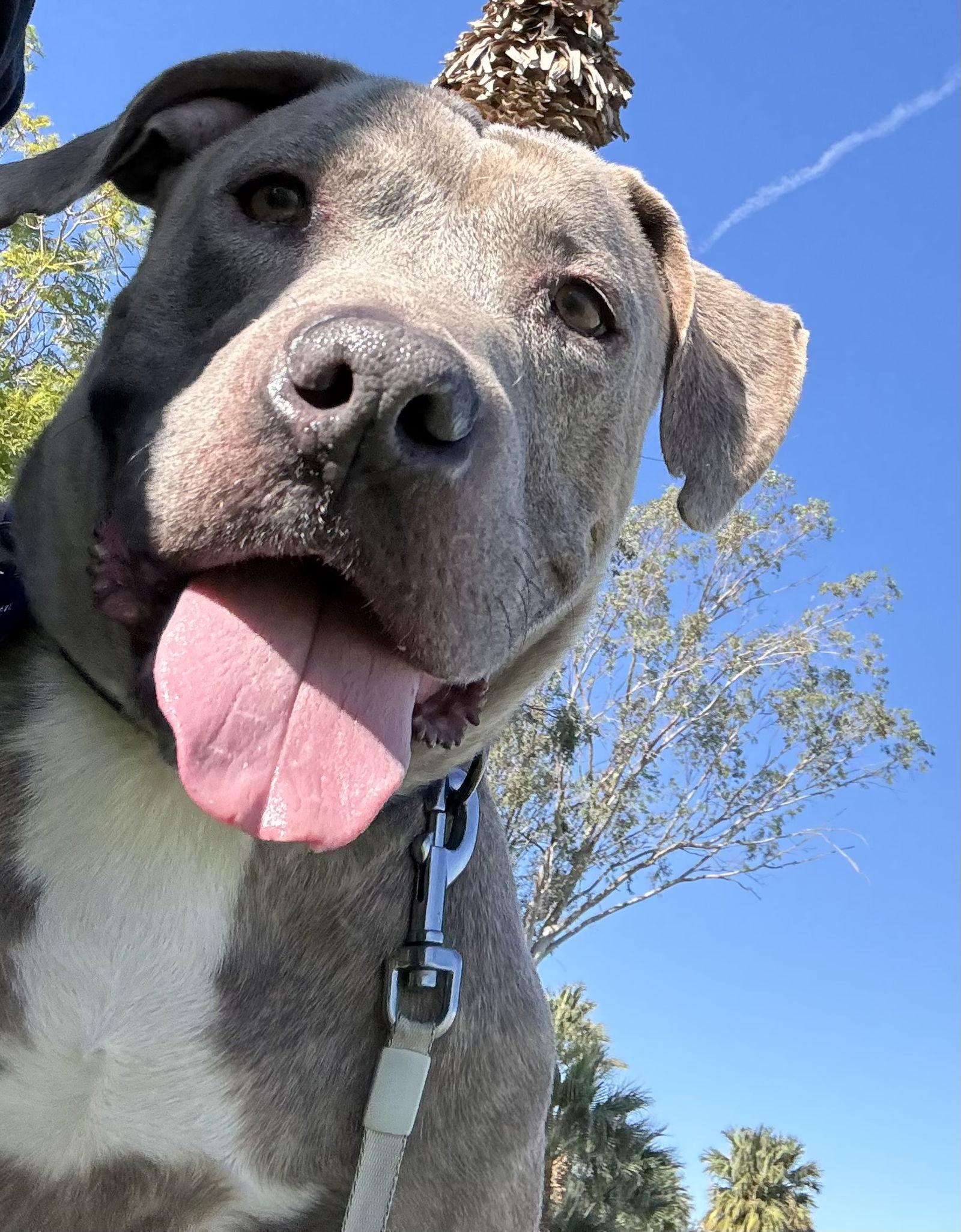 Chuck, Adoptable, Adult Male Pit Bull Terrier.
