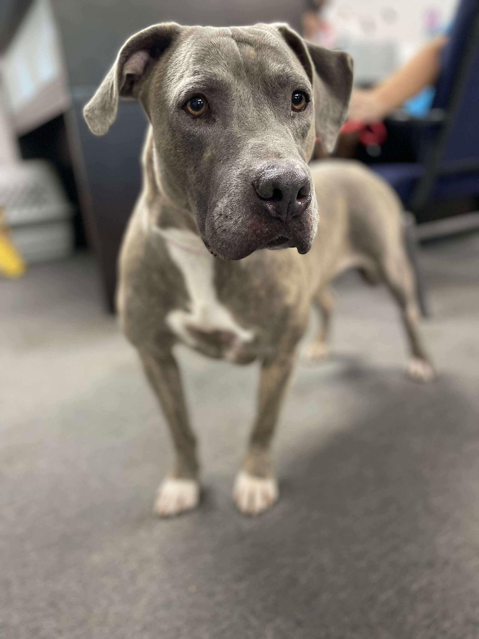 Enlarge Chuck, a Adoptable Pit Bull Terrier in El Centro, CA image 2/3