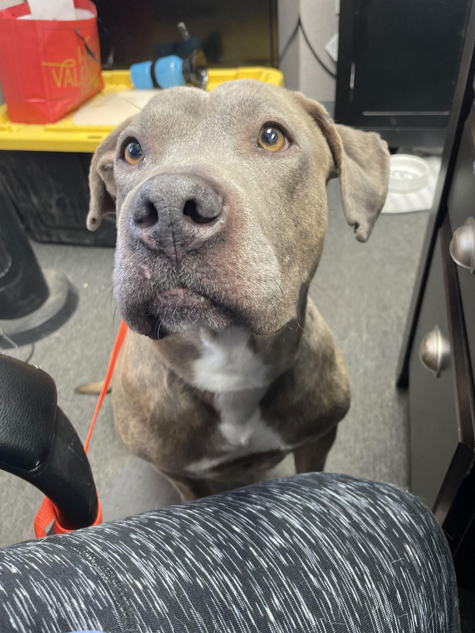 Enlarge Chuck, a Adoptable Pit Bull Terrier in El Centro, CA image 3/3