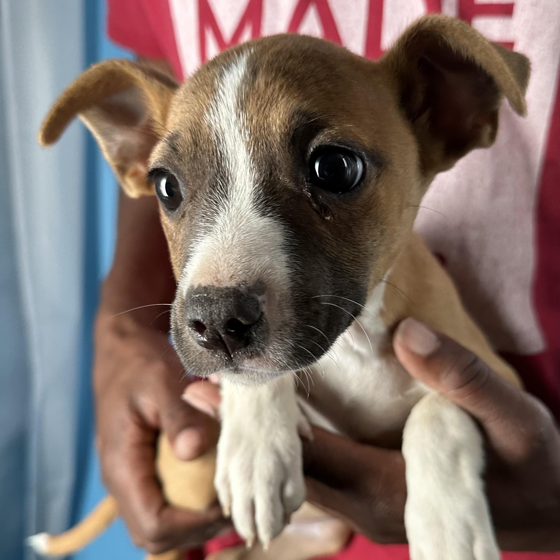 Enlarge Abby - Local April 10-12, an adoptable mixed breed in Westerly, RI image 6/6